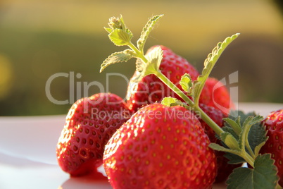 Erdbeeren