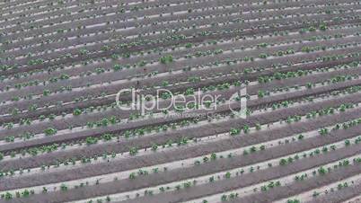 Flying Above Farm Field, sunny day