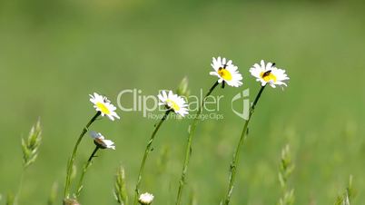 Beautiful white daisy growing in a summertime.(Leucanthemum vulgare)