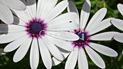 White spring flower in Spain