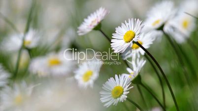 Beautiful white daisy growing in a summertime.(Leucanthemum vulgare)