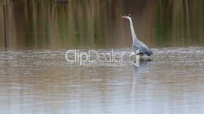 Great Blue Heron fishing in the low lake waters