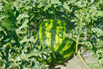 Watermelon ripens in a garden