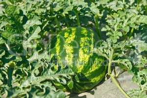 Watermelon ripens in a garden