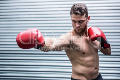 Concentrated muscular boxer