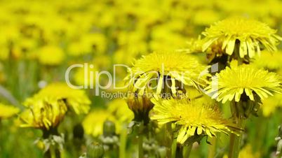 Yellow dandelion swayed in the wind