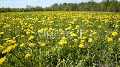 Glade of dandelions on springtime