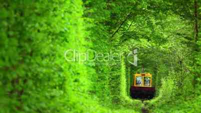 Technical Train in the Tunnel from Deciduous Trees