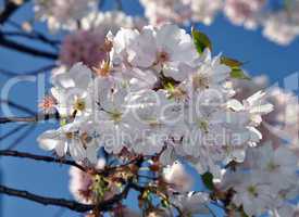 Kirschblüten