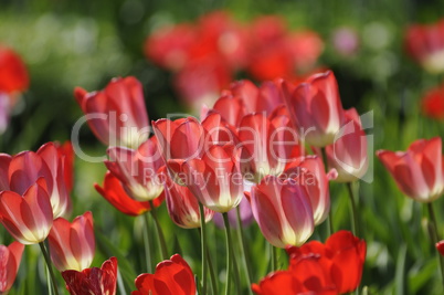 Tulpen Tulpen