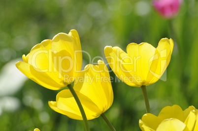 Tulpen