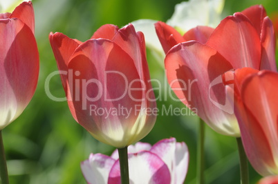 Tulpen