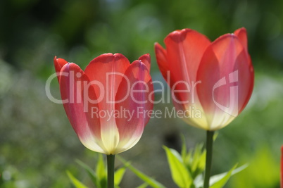 Tulpen