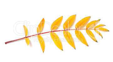 Yellow autumn rowan leaf