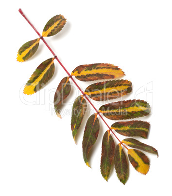 Multicolor leaf of rowan on white background