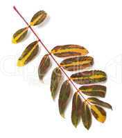 Multicolor leaf of rowan on white background
