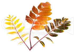 Three multicolor autumn rowan leafs