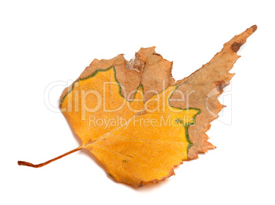 Autumn dried leaf of birch on white background