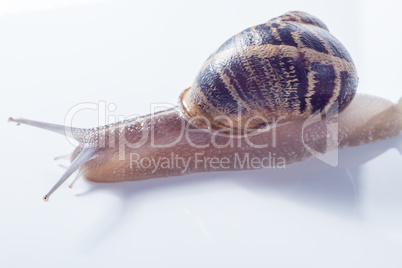 Snail isolated on white .