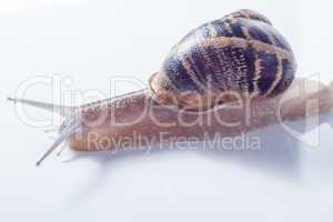 Snail isolated on white .