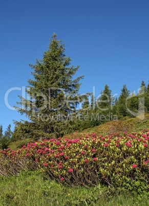 Alpenrosen and spruce