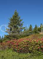 Alpenrosen and spruce
