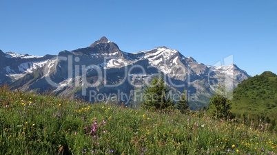 Meadow with wildflowers and Oldenhorn