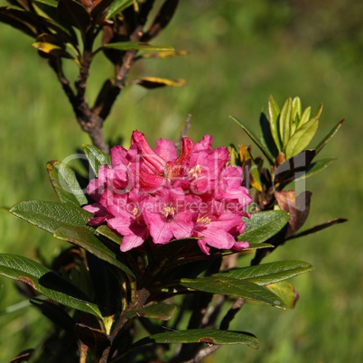 Alpenrosen