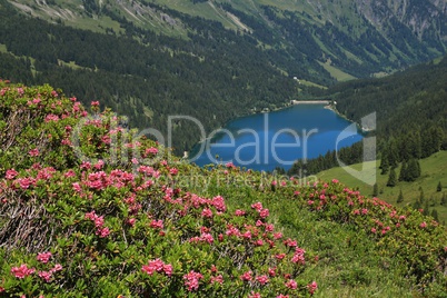 Alpenrosen and lake Arnensee