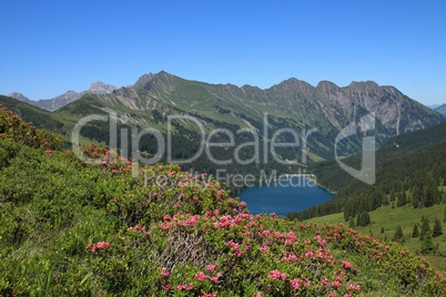 Alpenrosen and lake Arnensee