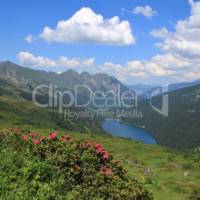 Alpenrosen, lake Arnensee and mountains