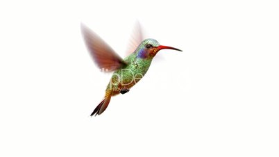 Humming bird on white and black background