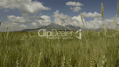 Wheat fields and mountain in rural Turkey