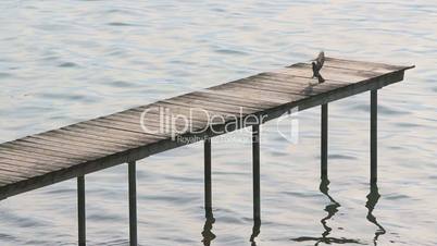 Dove landing on a dock