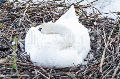 Höckerschwan am Nest mit Eiern.