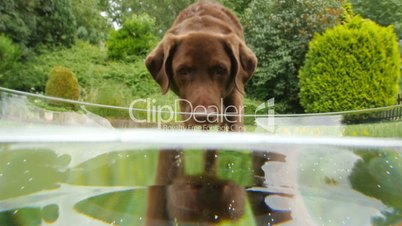 dog labrador retriever drink water 11656