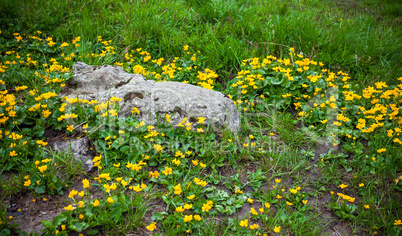 Wild flowers on rock in Fagaras mountain