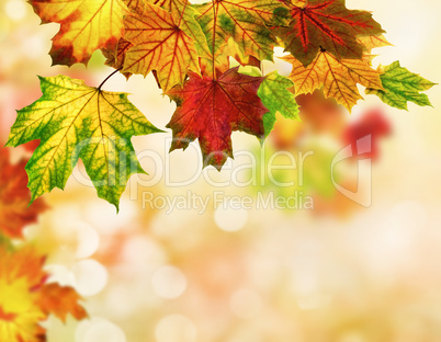 Autumn leaves background with bokeh