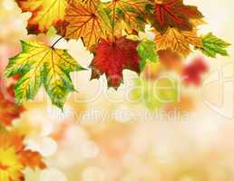 Autumn leaves background with bokeh