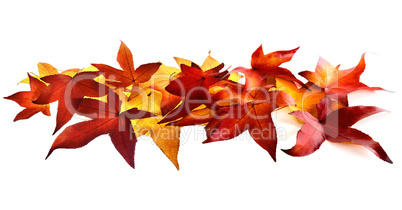 Autumn leaves fallen on white background