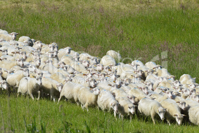 Moorschnucken