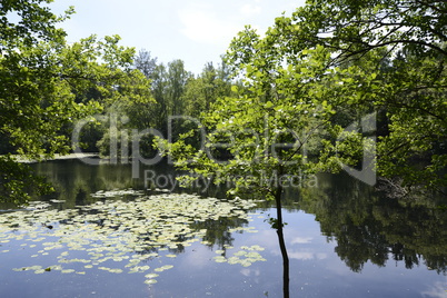 Kesselbruchweiher bei Frankfurt