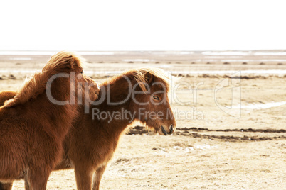 Portrait of two brown Icelandic ponies
