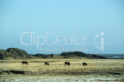Herd of dark Icelandic horses on a meadow