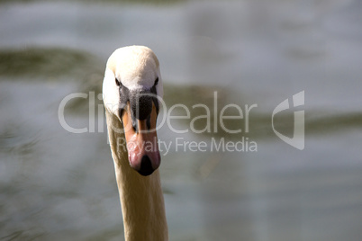 Closeup of a curious swan