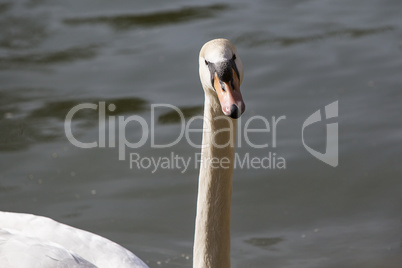 Closeup of a curious swan