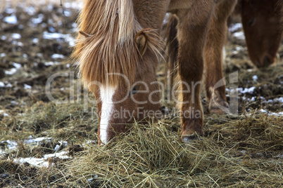 Brown Icelandic horse eats grass