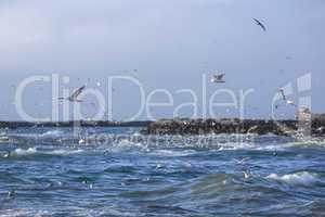 Gulls hunting for fish
