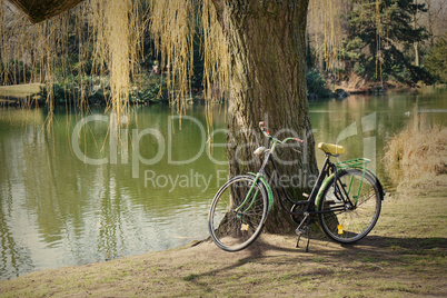 old bicycle under a tree old bicycle under a tree