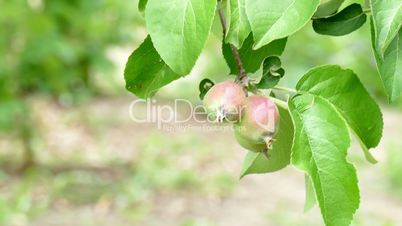 unripe fruits on a apple tree